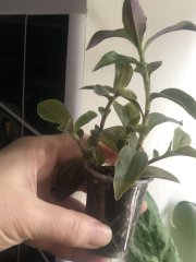 IMG_7275.jpeg
