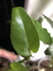 IMG_7119.jpeg