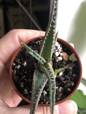 Aloe- baby rostlina.
