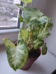 IMG_20250107_084934.jpg