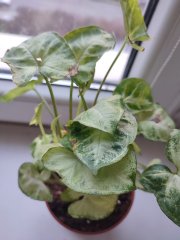 IMG_20250107_084929.jpg