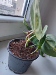 IMG_20250107_084616.jpg