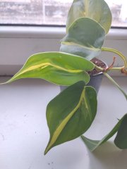 IMG_20250107_084607.jpg