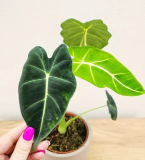 Alocasia Frydek
