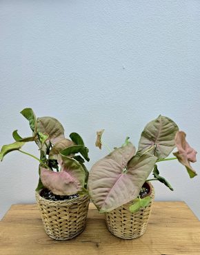 Syngonium Neon