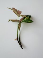 IMG_0991.jpeg