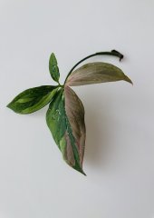 IMG_0987.jpeg