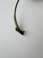 IMG_0988.jpeg