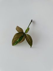 IMG_0993.jpeg