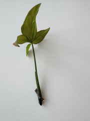 IMG_0994.jpeg