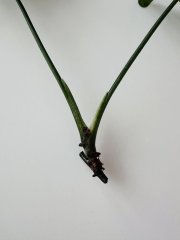 IMG_0997.jpeg