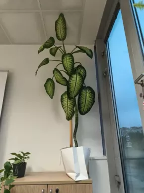 Dieffenbachia Lemon Tropic