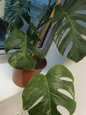 Monstera Deliciosa Variegata