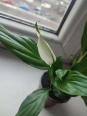 IMG_20250114_090538.jpg
