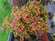 electric coral.jpg