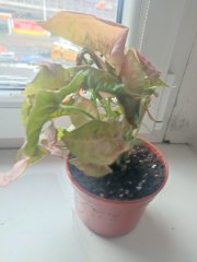 IMG_20250114_090339.jpg