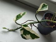 IMG_20250117_125138.jpg