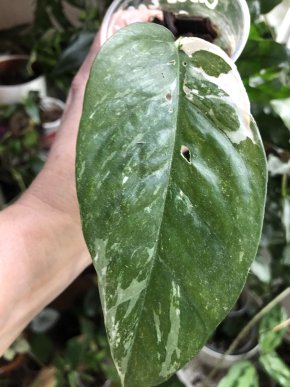 Epipremnum  Pinnatum variegata - rostlina