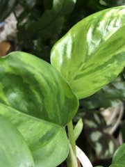 IMG_7451.jpeg