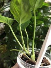 IMG_7449.jpeg