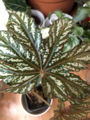 IMG_7460.jpeg