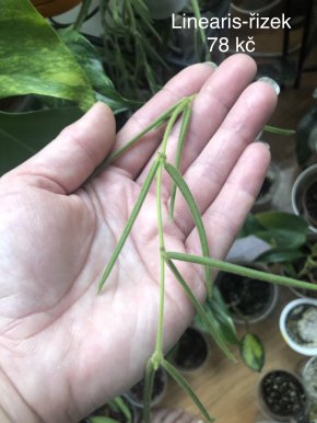 Hoya Linearis - čerstvý řizek.