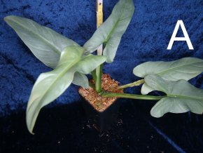 Philodendron hastatum Silver Sword - Silver Queen (stříbrný)