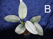 P.hastatum Silver Sword S. Queen B.jpg