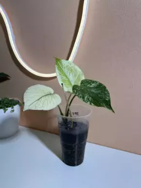 Monstera mint