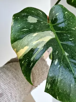 Monstera Thai Constellation