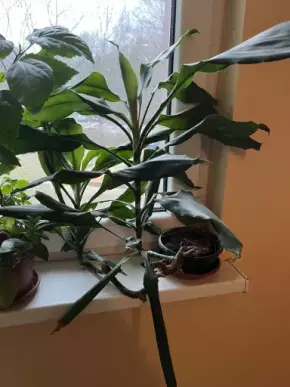 Dracena vonná