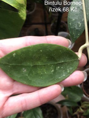 Hoya Bintulu Borneo - řizek.