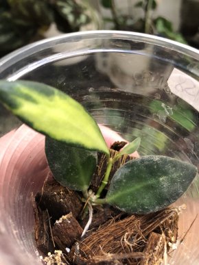 Hoya Burtoniae- rostlina .