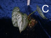 P.brandtianum C.jpg