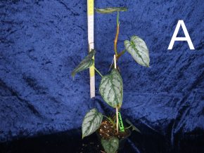 Philodendron brandtianum