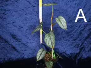 Philodendron brandtianum