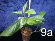 M.lechleriana var.9a.webp