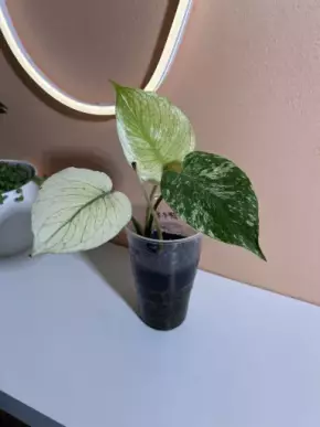 Monstera mint