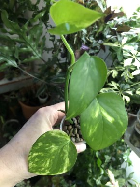 Epipremnum Aurem Golden - rostlina .