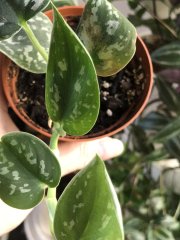 IMG_7605.jpeg
