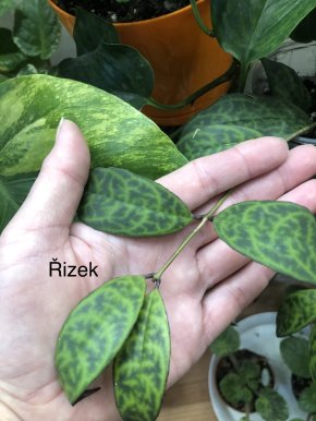 Aeschynanthus  marmoratus - řizek .