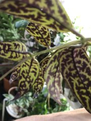 IMG_7616.jpeg