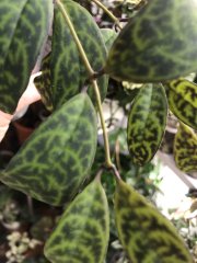IMG_7615.jpeg
