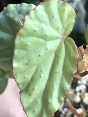 Begonia Cathariensis - list k zakořeněni .