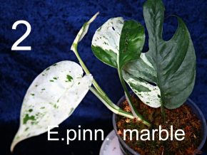 Epipremnum pinnatum marble var.