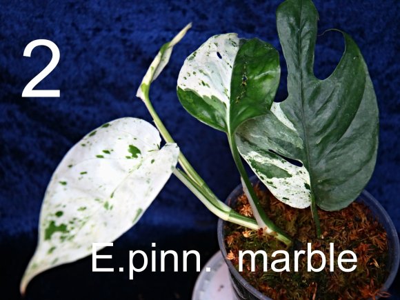 E.pinnatum marble 2.jpg
