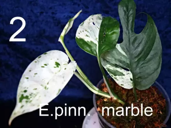 E.pinnatum marble 2.webp