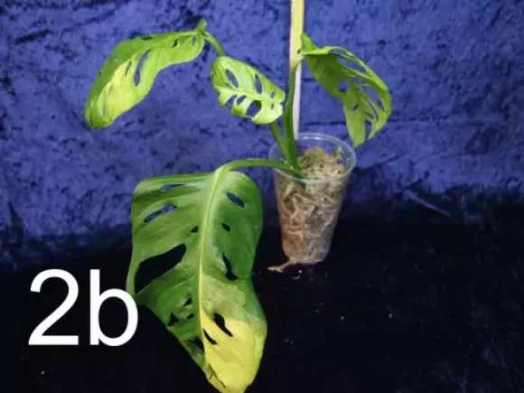 M.adansonii var. aurea 2b.webp