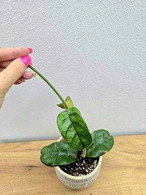 Hoya Villosa