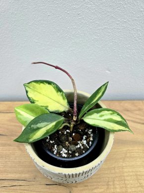 Hoya Carnosa Tricolor